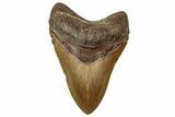 Serrated, Fossil Megalodon Tooth - North Carolina #328317-1